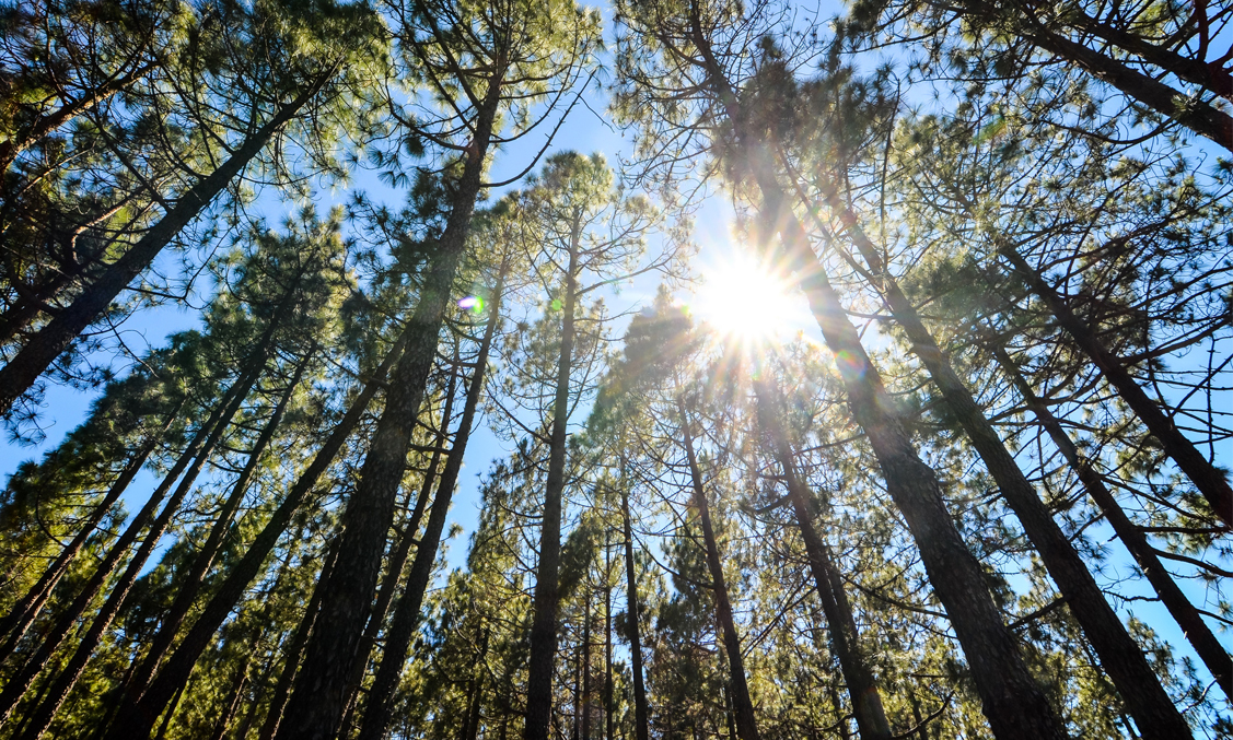 Economie d'énergie grâce au bois énergie