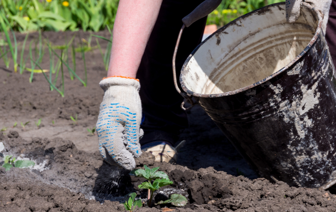 Répandre la cendre de bois dans son potager, une bonne pratique